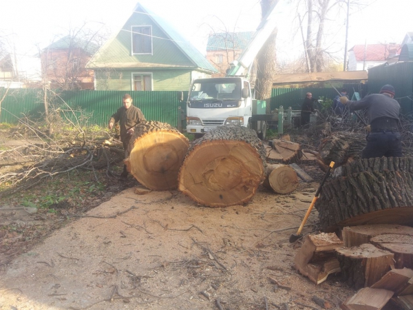 Спил деревьев купить по цене 900 ₽ в Самаре на PromPortal.Su (ID#2413940)