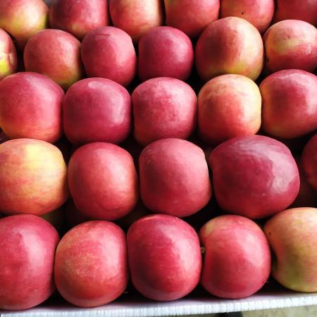 Купить Яблоко Оптом Авито