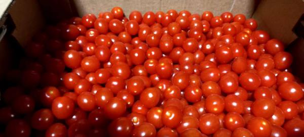 Томаты Черри купить по цене 250 ₽ в Краснодаре на PromPortal.Su (ID ...