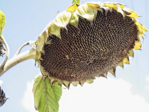 Гибриды семена подсолнечника ПИОНЕР под ЭКСПРЕСС (Express) купить по ...