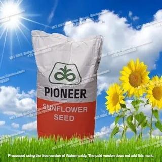 Гибриды семена подсолнечника Пионер Pioneer купить по цене 10000 ₽ в ...