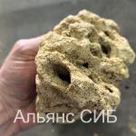 Миотис ракушечник мелкий для аквариума фр. 10-20 см