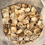 Ракушки морские декоративные