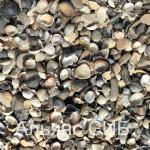Морская ракушка черная мелкая