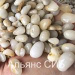 Галька морская жемчужная фр. 8-10 мм (20 кг)